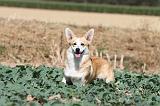 CORGI PEMBROKE 195